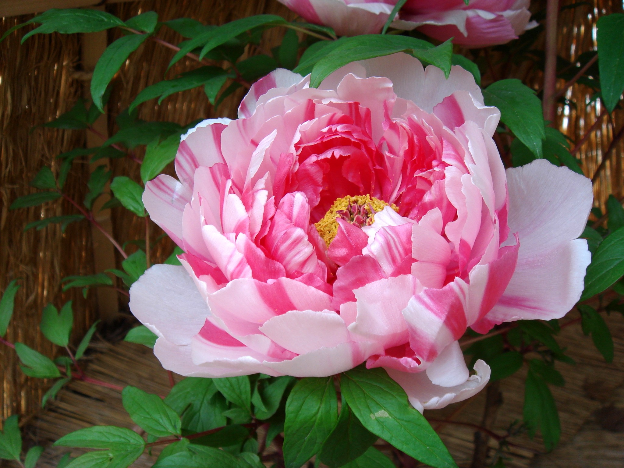 Paeonia suffruticosa Andrews